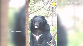 北市動物園「黑熊爺爺」走了！　園方曝近年退化症狀
