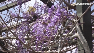 嘉義縣絕美紫藤花季！　梅山瑞里3月中浪漫登場