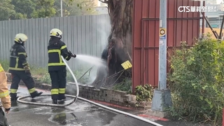 同地點菩提樹遭3次縱火　警鎖定涉案嫌逮到人