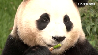 在南韓最後亮相！　大貓熊「福寶」下月回中國