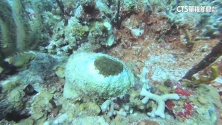 珊瑚白化危機！　2月全球海平面均溫　創歷史新高