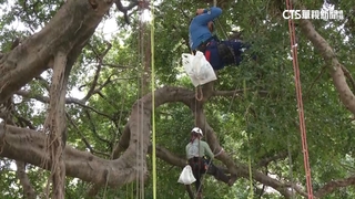 國際攀樹賽登場！結合運動.護樹　9國好手同場競技