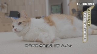 我家主子是網紅　專長賣萌　貓貓狗狗人氣高