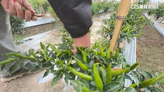 被「蘇丹紅」牽連　國產辣椒跌3成　餐飲業自製辣醬