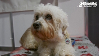 克魯夫茲狗展登場　澳洲牧羊犬獲選最美狗狗