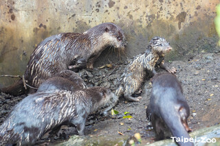 北市動物園2小爪水獺寶寶躲過夭折　跟著爸媽學游泳 哥哥姊姊學習照顧