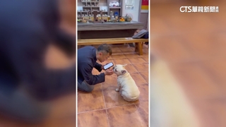 法鬥犬「荳荳」會記電話號碼？　訓練師：零食影響