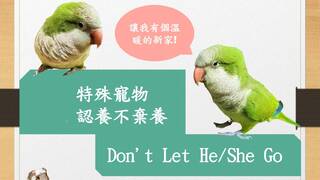 桃市動保處第一季非犬貓特寵認養23日開跑　兔子、鸚鵡等動物等待新主人