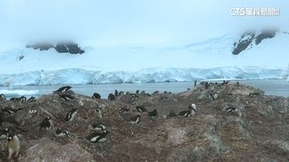 致命禽流感入侵南極　H5N1傳播快.企鵝確診