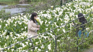 竹子湖海芋季開跑！　怎麼拍出美照看過來