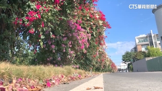 3月賞花趣！　彰化百花盛開　南投3千坪麝香木美翻