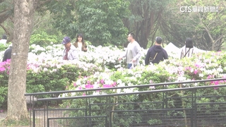 「5千株」齊綻放　台北玫瑰園吸攝影玩家搶拍