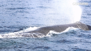 超「鯨」喜！抹香鯨提前現蹤花蓮外海　遊客興奮驚呼