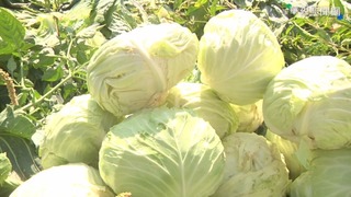 旅日台人大讚「這蔬菜」台灣產超好吃　內行人揭美味關鍵