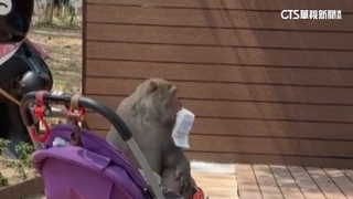 避免獼猴覓食傷人　中山大學試辦被搶補償百元