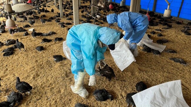 雲林土雞場染「H5N1禽流感」　逾1萬隻黑羽土雞被撲殺 | 華視新聞