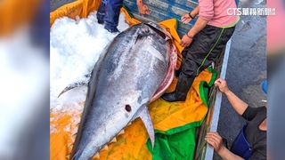 屏東捕獲300kg黑鮪魚！　不算「第一鮪」.價格差很大