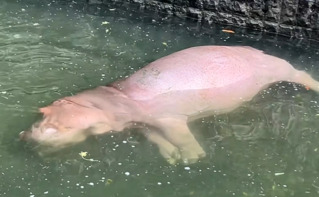 壽山大河馬「側躺不動」嚇歪遊客　動物園澄清影片 引網歪樓：放鬆的東坡肉