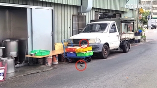 台中焢肉飯「肉曬路邊太香」？　八哥鳥踩肉狂啄食