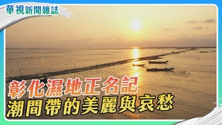潮間帶的美麗與哀愁 彰化濕地正名記｜華視新聞雜誌