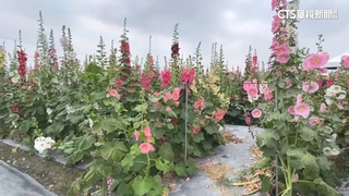 清明連假賞花去！　杉林溪看牡丹　員林賞蜀葵花