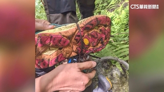 登花蓮右岸山遇「山豬吊」　登山客遭夾幸無傷