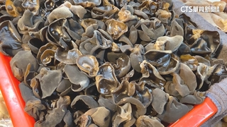 杏鮑菇、木耳、鳳梨未曾檢出米酵菌酸！ 農業部：可安心食用