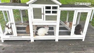 綠博6兔擠狹小籠惹議　宜縣府：已改善