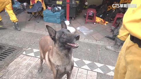高雄搜救犬挺進砂卡礑 冒險爬近90度陡坡尋失聯者