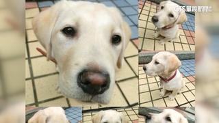 破壞王立大功！　搜救犬Roger「認證考第一」　幼時萌照曝