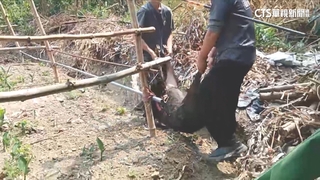 嘉縣百公斤山豬闖果園咬農民　8發麻醉槍才制伏