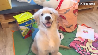 「寵」出600億商機！　2025年毛孩登記數破400萬隻