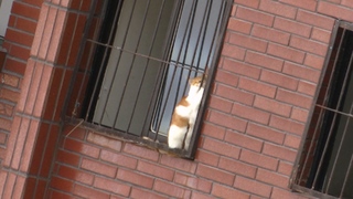 7樓窗邊出現貓咪！　花蓮天王星大樓拆除工作暫停 將派雲梯車救援