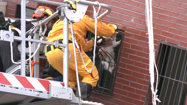 天王星大樓7樓出現貓咪　搜救人員搭雲梯車順利救出「橘子」 | 華視新聞