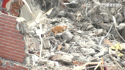 看到「妞妞」了!大型機具變「廣播器」 放貓聲誘捕