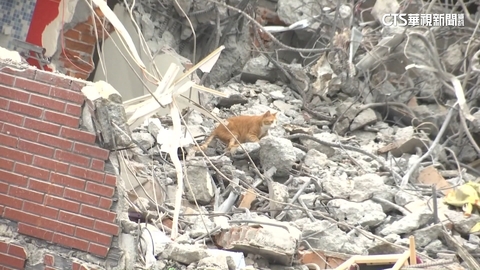 愛貓人士盼停拆「先救貓」 天王星大樓主委崩潰哭倒