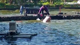 強震釀魚池水狂溢路面　走道坍塌釣客落水險滅頂