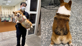 騎士半夜遇胖柯基攔車　急「送重基」進派出所求助