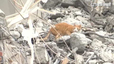 「留樓梯」增救貓機會! 愛貓人士籲災區架「電子誘捕籠」