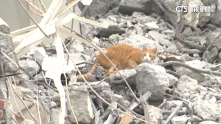 「留樓梯」增救貓機會！　愛貓人士籲災區架「電子誘捕籠」