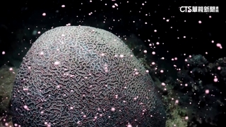 泰國珊瑚白化危機　學者「人工培育」搶救