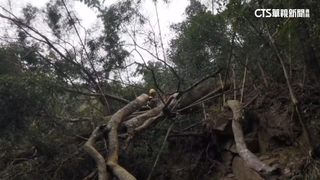 疑地震致樹倒　阿里山林鐵昨停駛今復駛