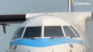 首例！　金門機場出現蜂群　2乘客遭螫傷