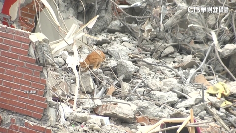 天王星拆到3樓!再救出「倒吊雞」 設誘捕籠找貓咪