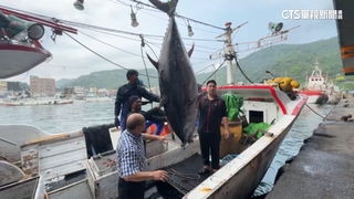 首位連莊船長！蘇澳漁船捕獲「全國第一鮪」