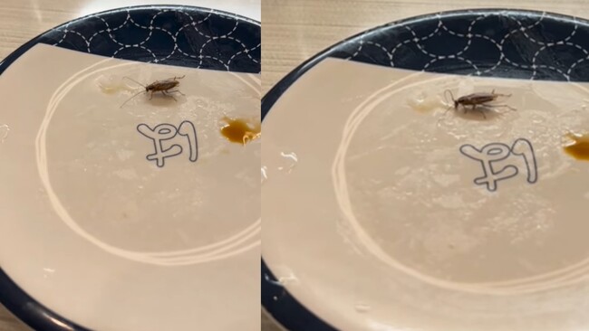 苗栗議員吃壽司驚見「蟑螂吸醬汁」　業者認：深感抱歉 | 華視新聞