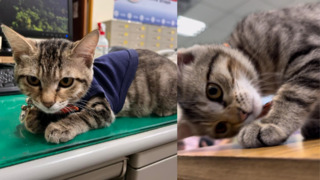 台中貓警長伍丼么突收「罐罐大禮包」　網笑：沒薪水只能靠大家丟罐罐