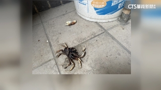 狂！6F露台能撿薯條.手機.貓　社區公告「別丟螃蟹」