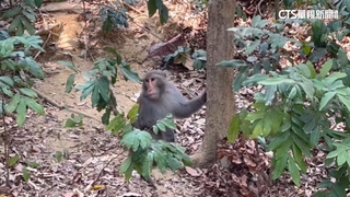 保全「空氣長槍」驅猴　園方：放包包避免嚇童