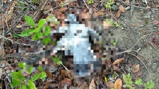 新北連2起「鴿子遭開膛破肚」慘死公園　凶手找到了